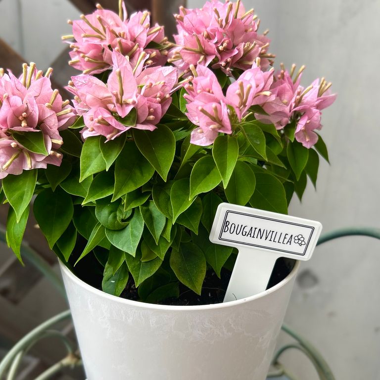 Label Usage Image